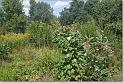 sized_20080809 003